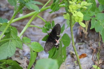 High angle view of butterfly on leaf