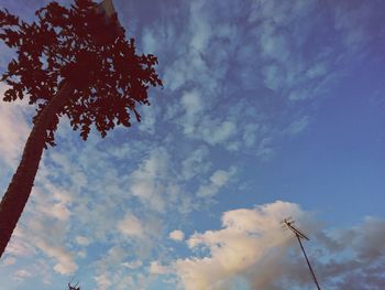 Low angle view of flowering tree against blue sky