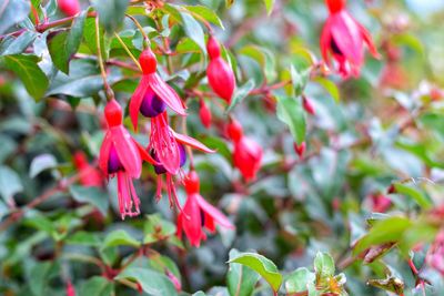 Close-up of red flowering plant