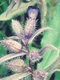 Close-up of thistle