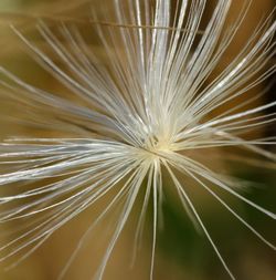 Full frame shot of palm leaf