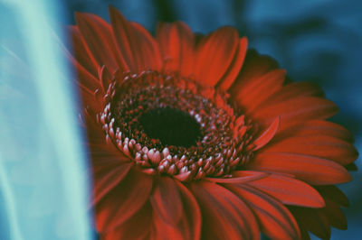 Close-up of flower blooming outdoors