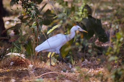 Bird perching on a field