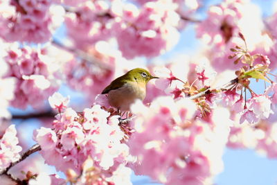 Bird perching on cherry blossom