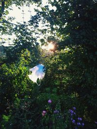 Low angle view of flowering plants against bright sun