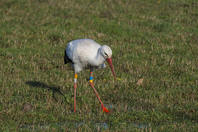 Bird standing in a field