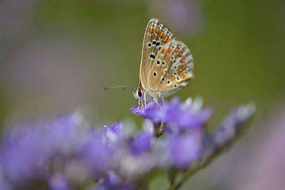 Close-up of butterfly pollinating on purple flower