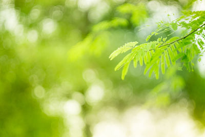 Close-up of green leaves on plant