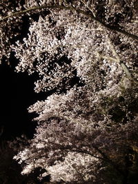Low angle view of snow on tree
