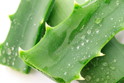 Close-up of wet succulent plant