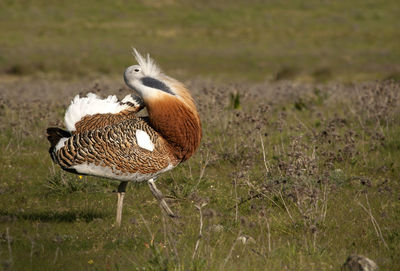 Duck on a field