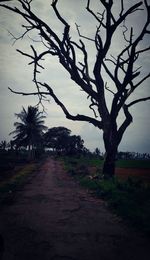 Road amidst bare trees against sky