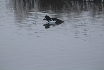 Duck swimming in a lake