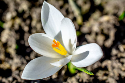 Close-up of white crocus flower