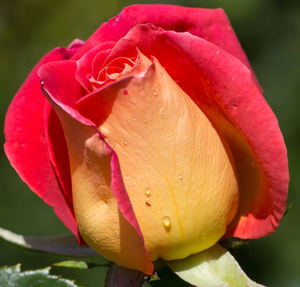 Macro shot of rose bud