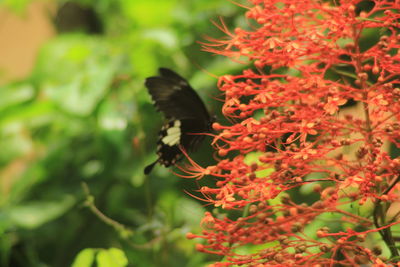 Close-up of butterfly pollinating on flower