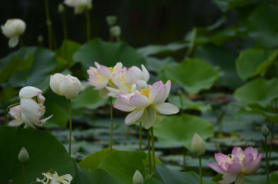 Close-up of white flowering plant