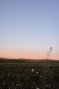 Scenic view of field against clear sky during sunset