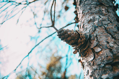 Low angle view of pine cones on tree