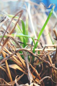 Close-up of dead plant on land