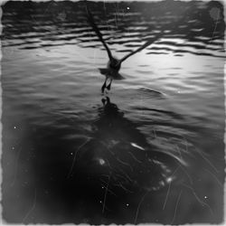 Reflection of tree in lake