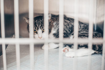 Portrait of kitten in cage