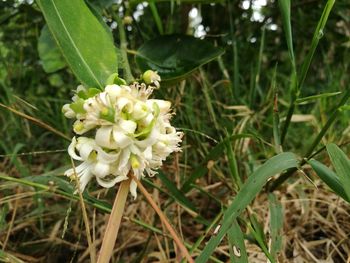 Close-up of white pollinating flower