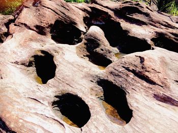Full frame shot of tree trunk