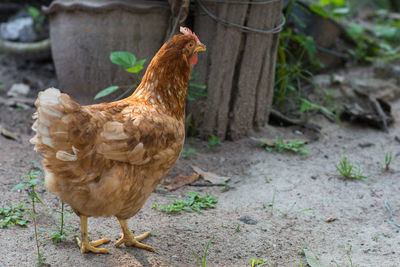 View of a bird on land