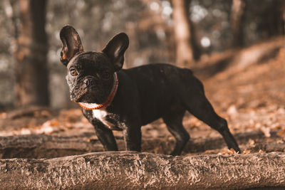 Dog looking away on field