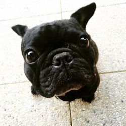 Close-up portrait of a dog