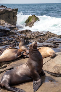 California sea lion zalophus californianus sunning on the rocks of la jolla cove 
