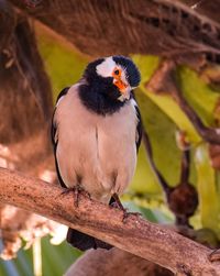 Close-up of bird perching on tree