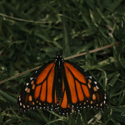 Close-up of butterfly on leaf