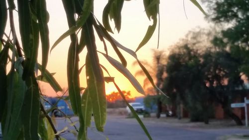 Close-up of plants against sky at sunset