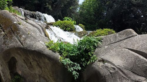 Trees growing on rock