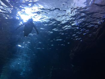 Low angle view of man swimming in sea