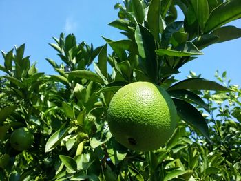 Close-up of orange growing on tree against sky