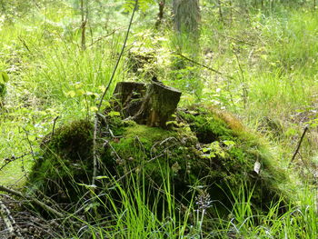 Grass in forest