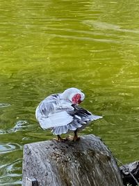 High angle view of bird perching on lake