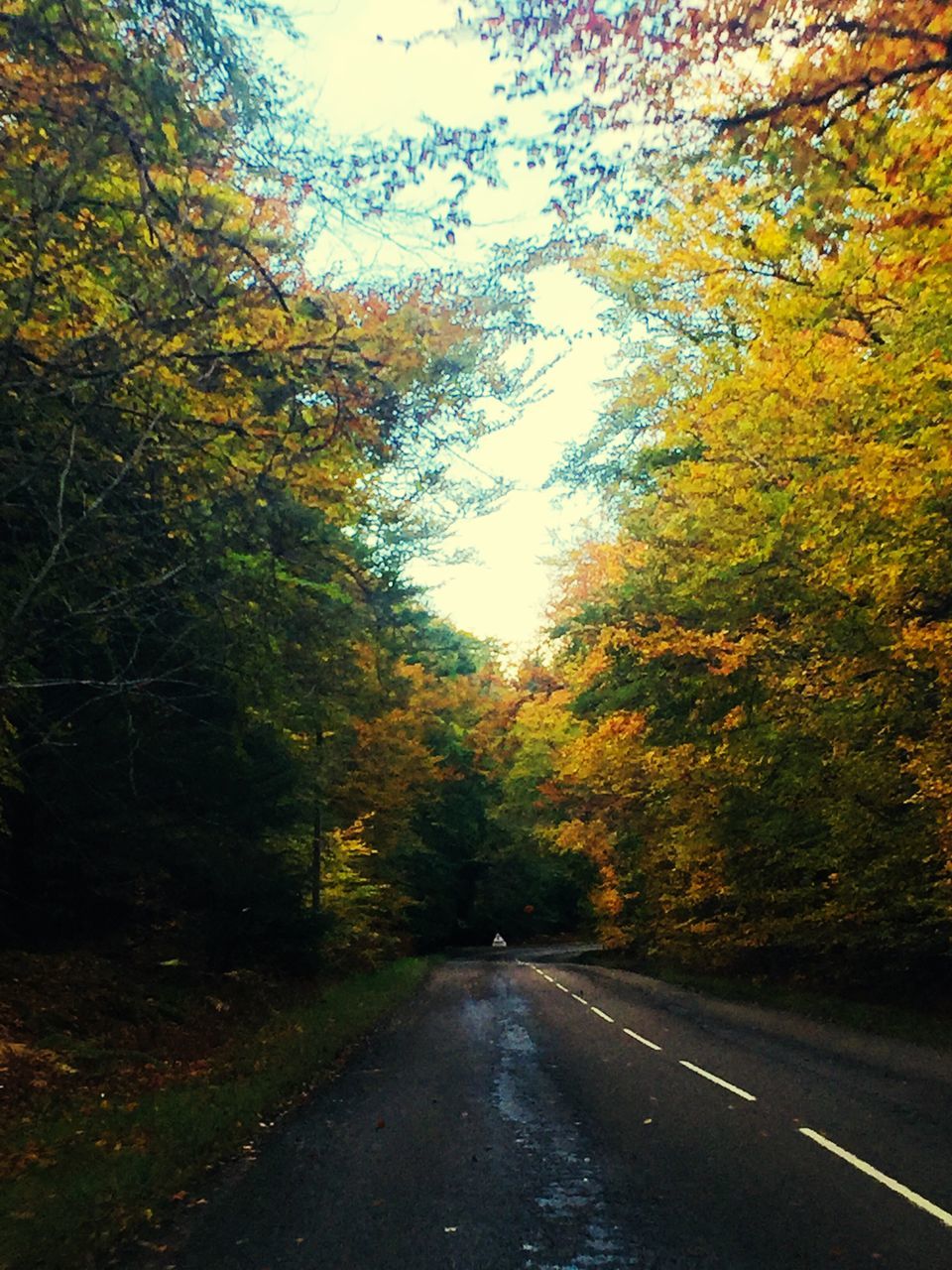 autumn, tree, nature, change, tranquility, tranquil scene, scenics, road, the way forward, no people, outdoors, beauty in nature, day, leaf, forest, growth, sky, landscape