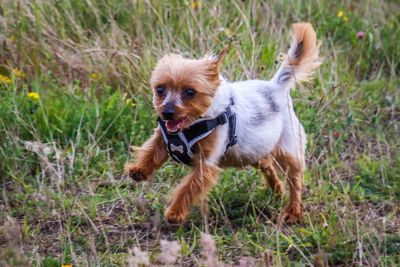 Dog running in field