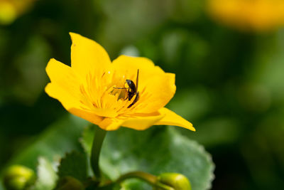 Close-up of insect on yellow flower