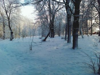 Bare trees on snow covered landscape