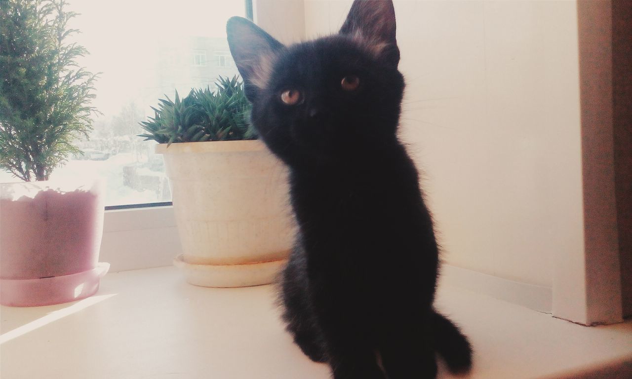 domestic cat, cat, pets, one animal, domestic animals, animal themes, feline, indoors, mammal, whisker, home interior, sitting, black color, portrait, looking at camera, staring, alertness, relaxation, close-up, window