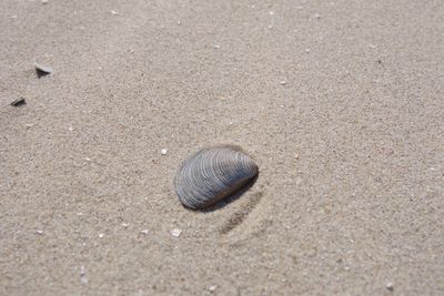 High angle view of shell on sand