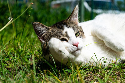 Close-up of a cat resting on grass