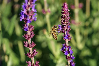 Close-up of bee on purple flowers