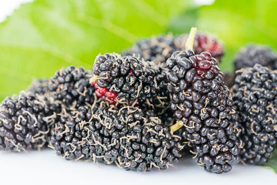 Close-up of berries