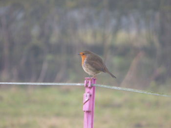 Close-up of bird perching on wire